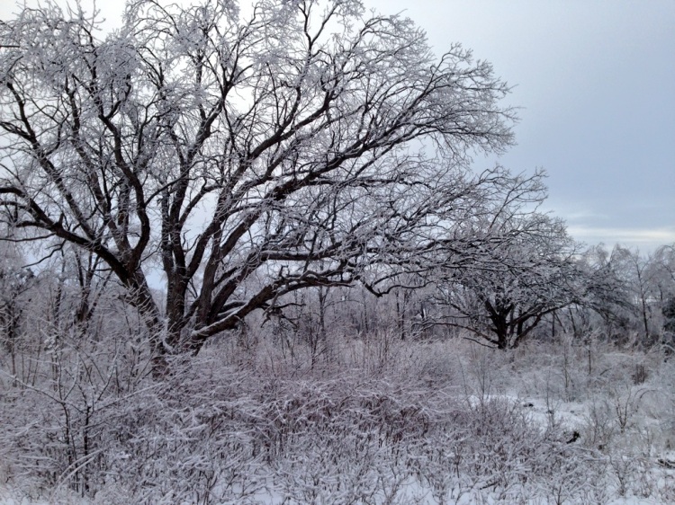 White Oak and Burr Oak at Salt of the Earth, surrounded by brush.