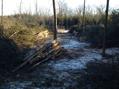 Clearing cedar for fence stakes, building posts and future pasture.