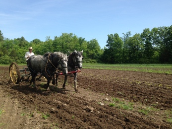 The riding cultivator