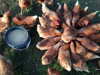 Chickens prefer brewer's grain to bagged feed