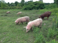 Swine a' grazing