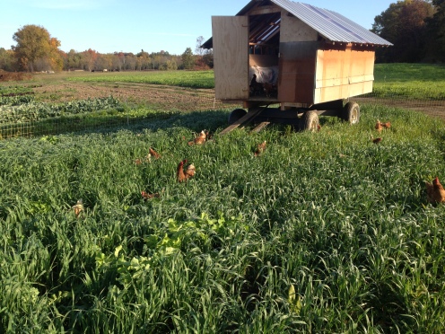 Hens on cover crop