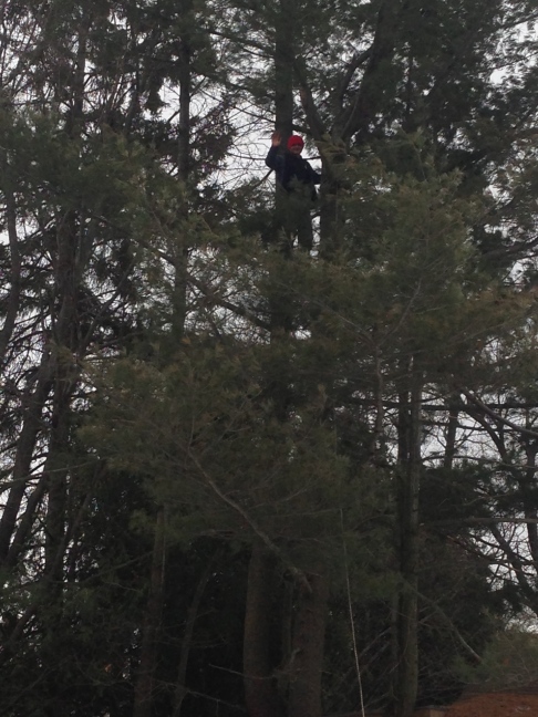 Lahbwee 50' up a tree we were tying off for felling.