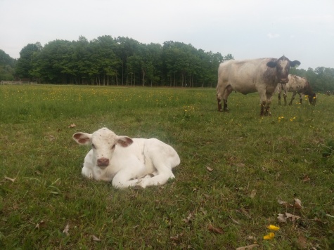 White Shorthorn bull calf
